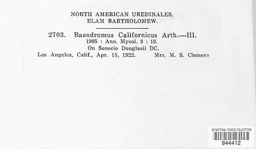 Baeodromus californicus image